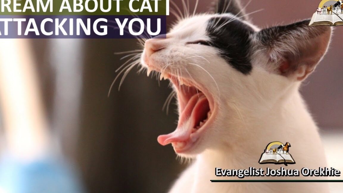 Photo inspiration: Visual Reference: The Spiritual Meaning Of A Cat Attacking You In A