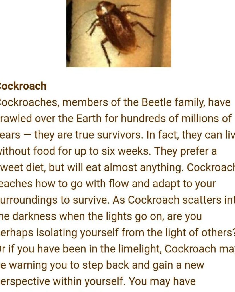 The Spiritual Meaning of Seeing a Cockroach in Your House: Unveiling the Symbolic  Significance