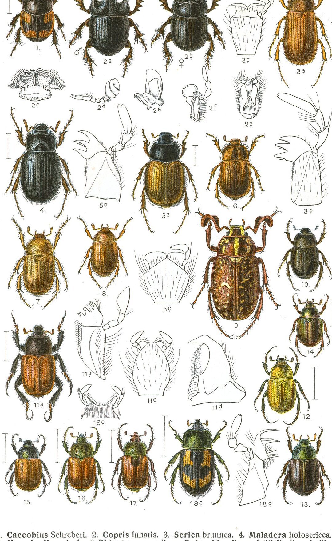 Unveiling the Profound Spiritual Meaning of the Scarab Beetle