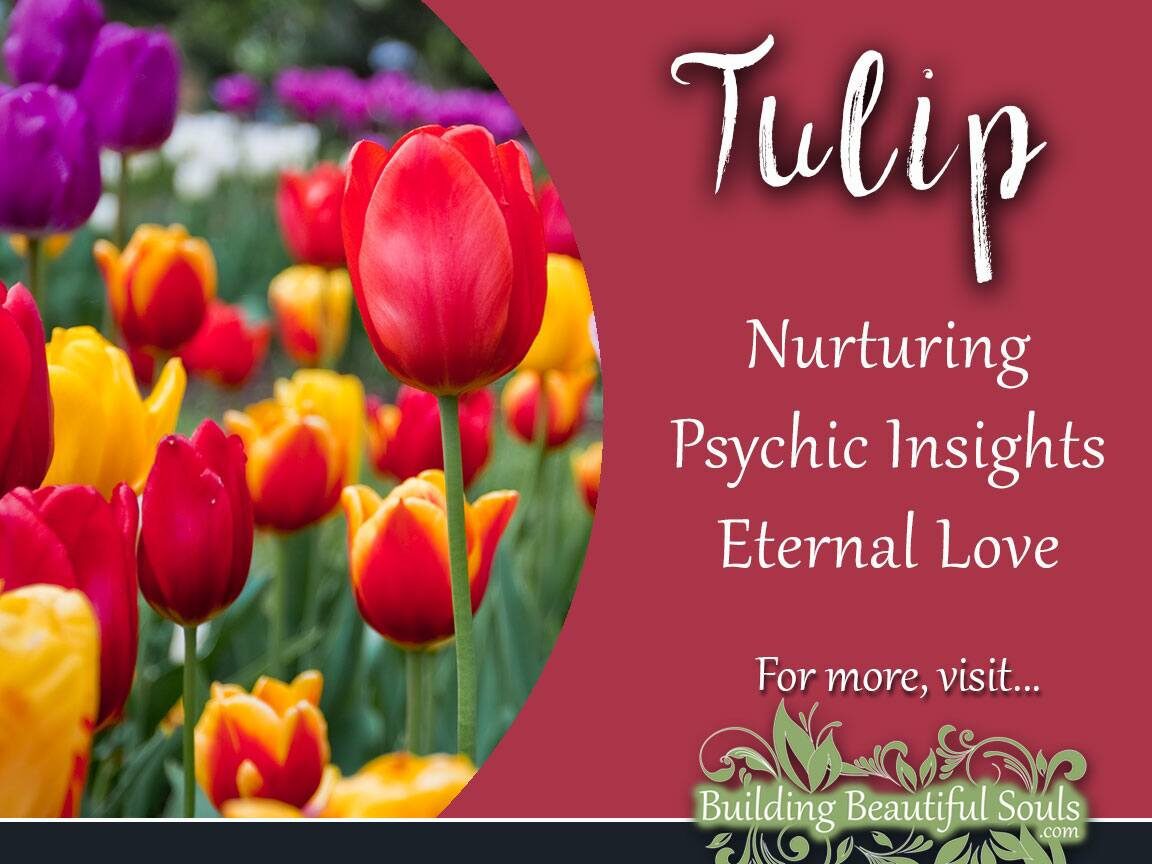 The Spiritual Meaning of Tulips Unveiling the Symbolism and Significance