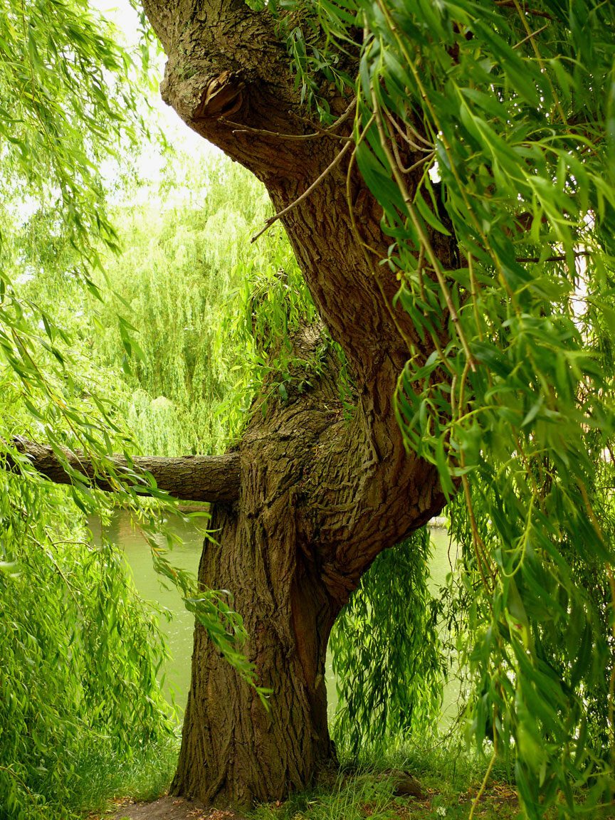 The Spiritual Meaning of the Willow Tree Unveiling the Mystical Symbolism